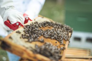 Un apicultor está inspeccionando sus abejas en un panal.