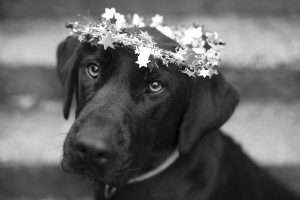 Primer plano de un perro de pelaje corto y negro que lleva una tiara navideña decorada con estrellas.